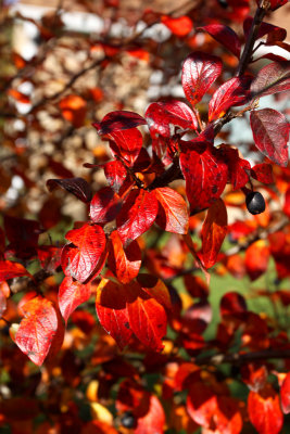 Red Crabapple Leaves