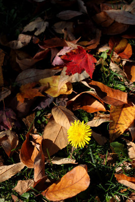 Dandelion and Fall Leaves
