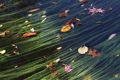 Algae Streamers and Fallen Leaves