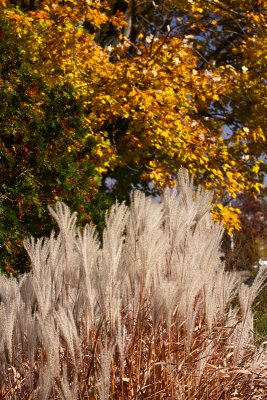 Pampas Grass and Yellow