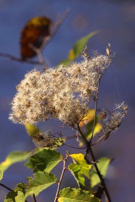Webs and Seeds