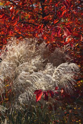 Grass and Tree