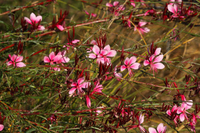 Last Flowers of the Season