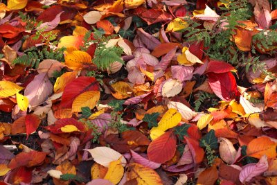 Colorful Carpet