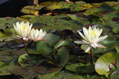 Water Lilies