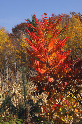 Sumac and Cornfield