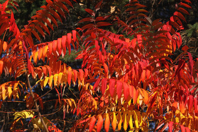 Blazing Sumac