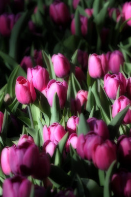 Tulips in Morning Glow