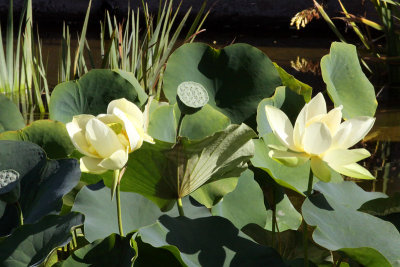 More Water Lilies