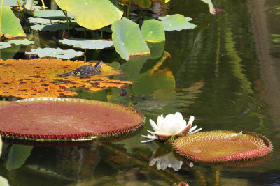 Turtles and Lily Pads