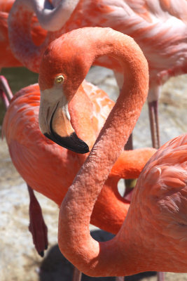 Flamingo Curves