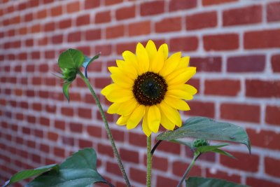 Sunflower in Old Town