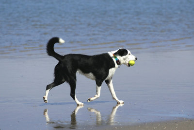 Fetching the Ball