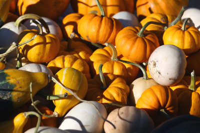 Gourds at the Farmers Market