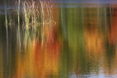 Reeds in the Water