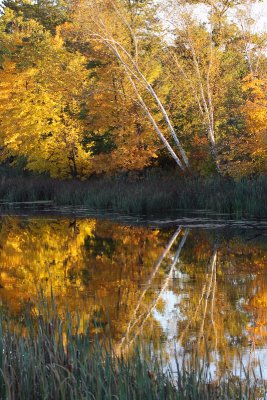 Birch Trees Over the Water