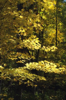 Light in the Forest