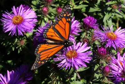 Monarch Butterfly