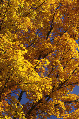 Orange and Blue