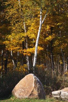 Birch and Rock