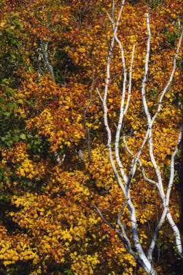Leaves and Limbs