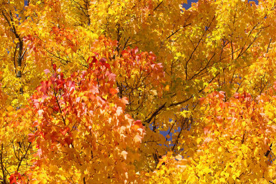 Maple Close-Up