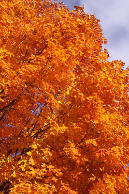 Blazing Orange