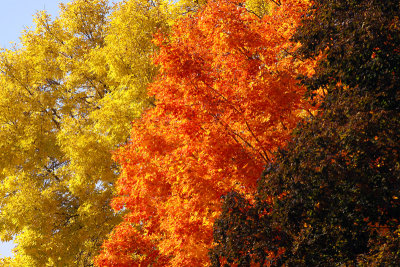 Neapolitan Tree Color