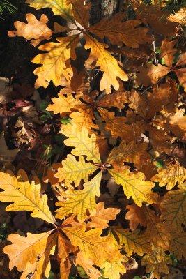 Oak Leaves