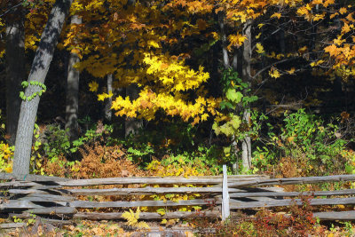 Along the Fence