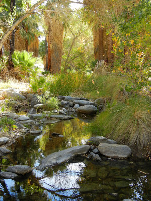 Palm Canyon Creek