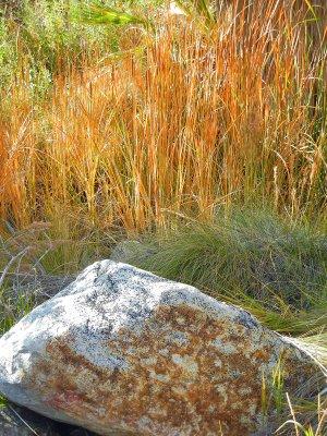 Rock and Reeds
