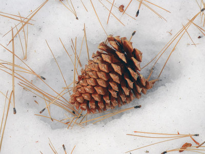 Pinecone in Snow