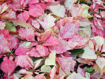 Poinsettias in Pink