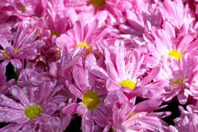 Mums and Droplets