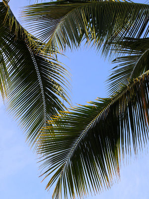 A Frame of Palms