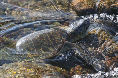 Sea Turtle in Tidal Pool