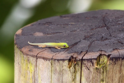 Gecko on a Stump