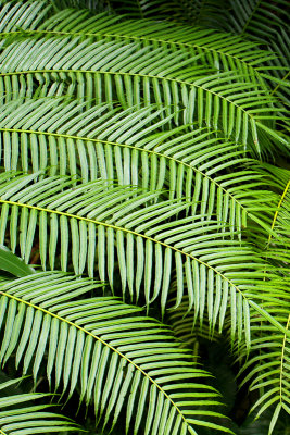 Linear Fronds