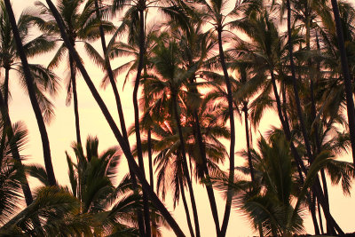 Palm Tree Backdrop