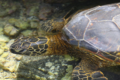 Sea Turtle Close-up