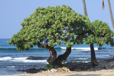 Under the Shade of the Tree