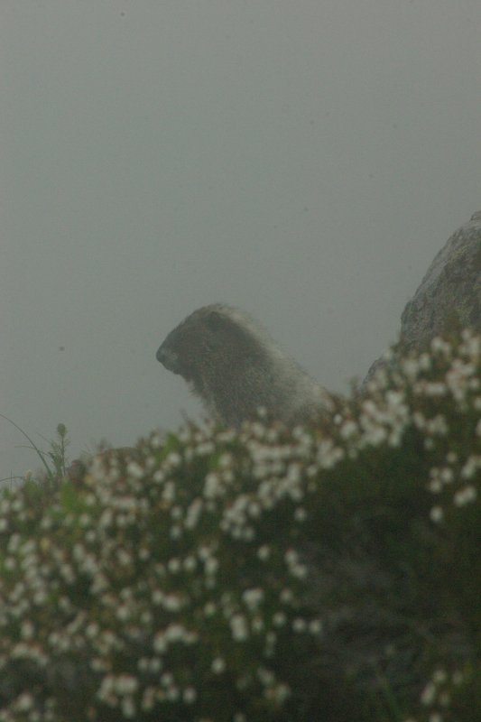 Marmot in the mist