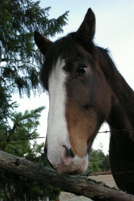 Why the long face?