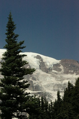Tall Pine