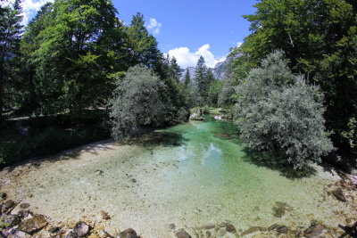 Sava Bohinjka