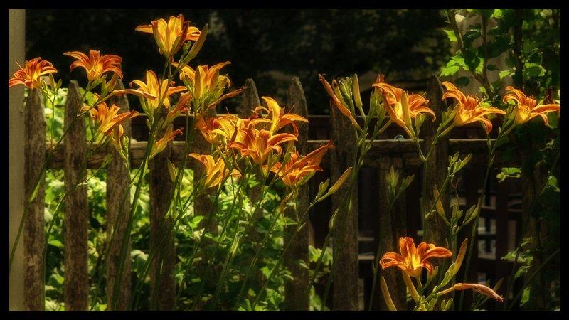 Day Lillys June 2012 