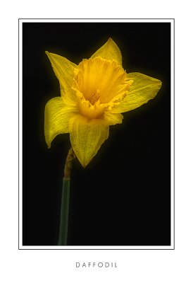 Daffodil2.jpg