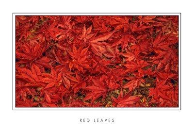 Red Leaves