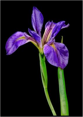 Water Iris.jpg